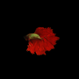 Suspendisse dictum ni