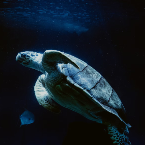 Aenean volutpat rhon