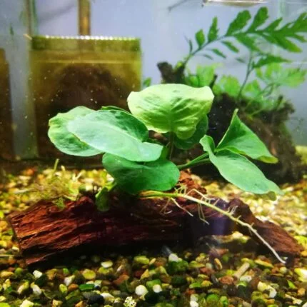 Anubias Golden