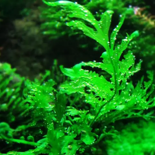 Bolbitis heudelotii Mini - ( Bolbitis heudelotii 'Mini' )