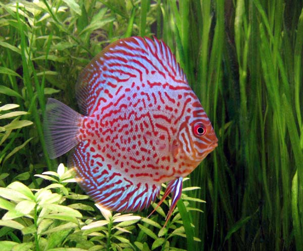 Discus Leopar