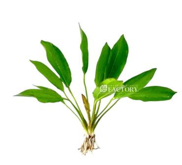 Echinodorus Green Chameleon - ( Echinodorus 'Green Chameleon' )