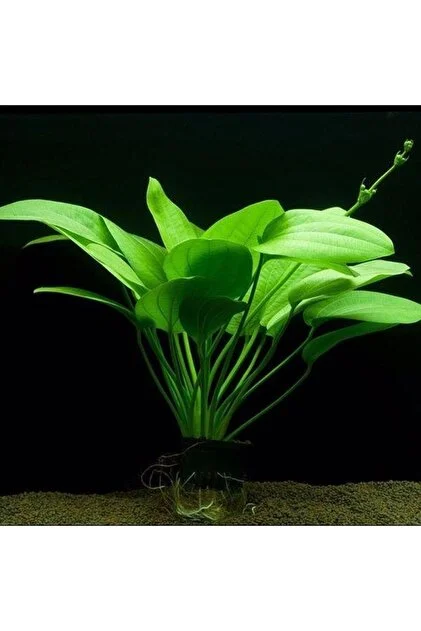 Echinodorus Yeşil