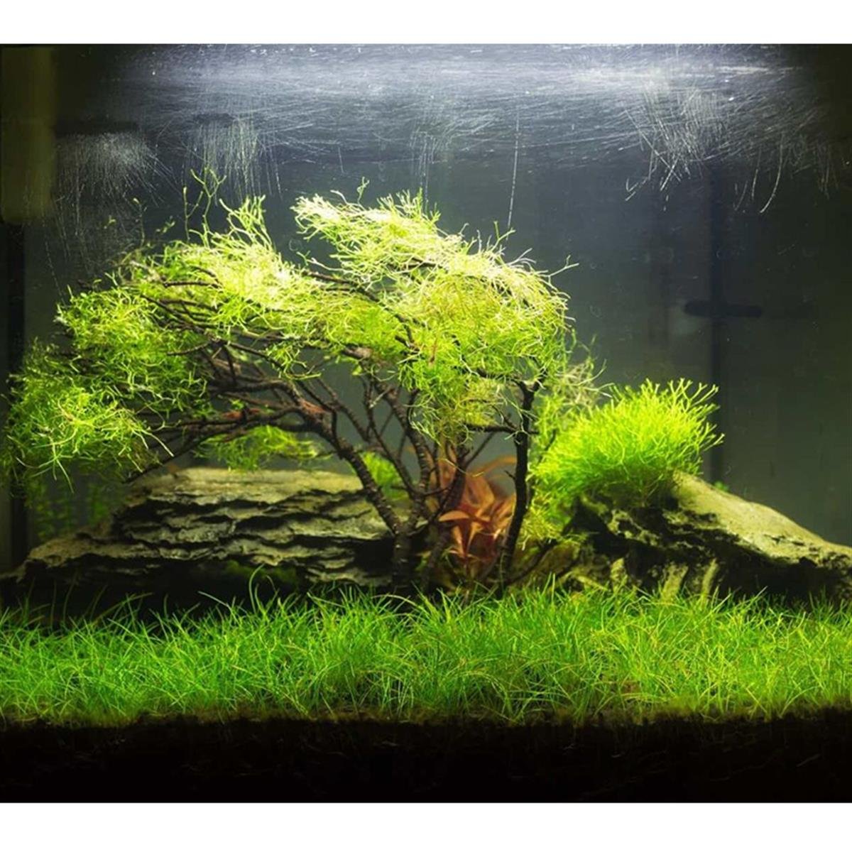 Eleocharis Mini