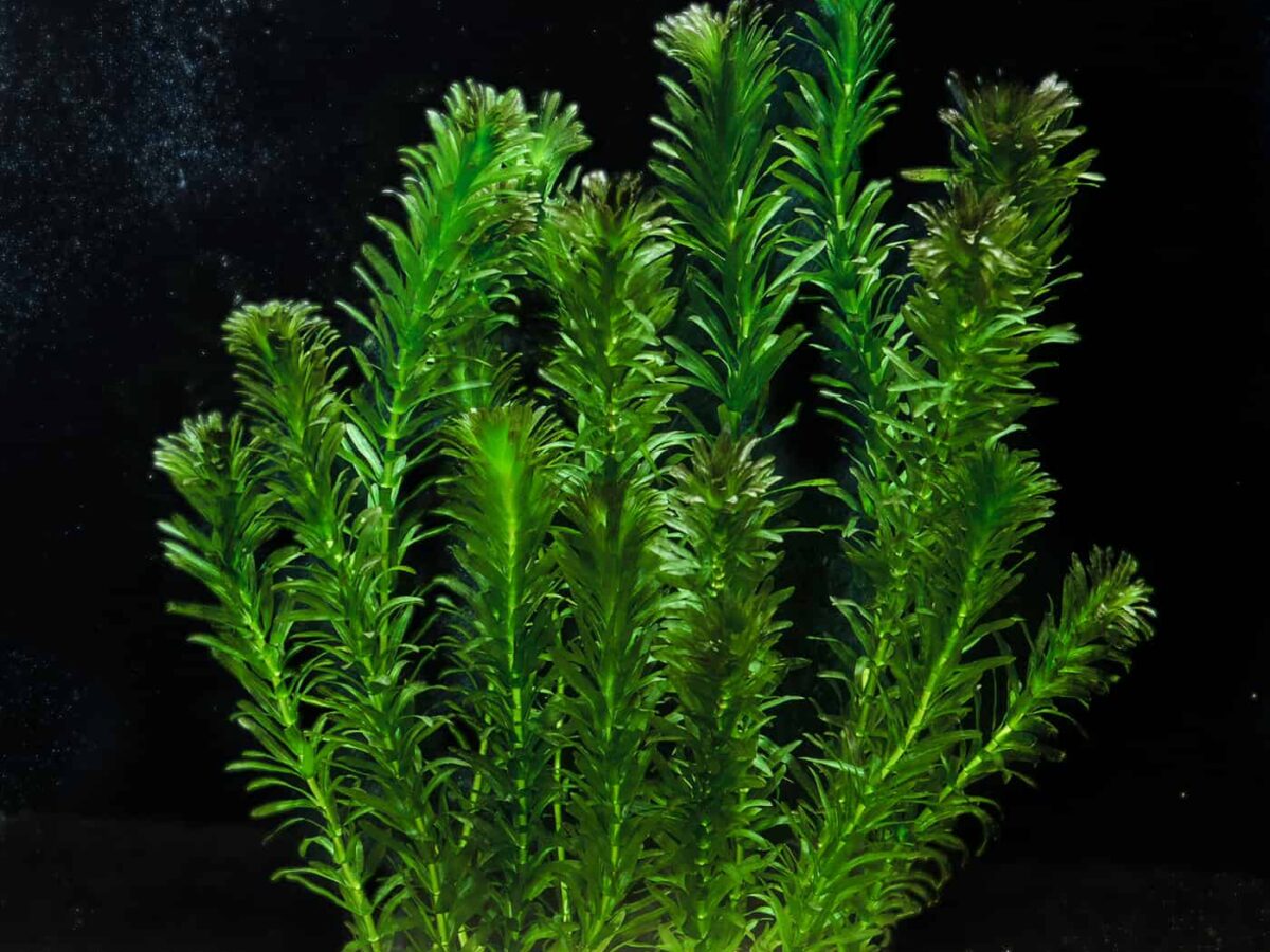 Elodea (Anacharis)