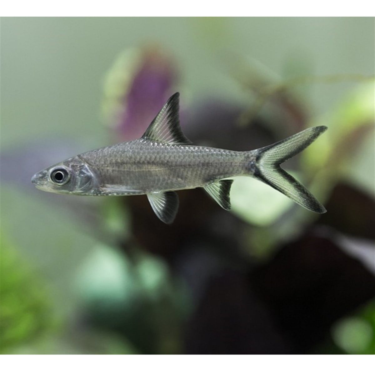 Gümüş Köpekbalığı