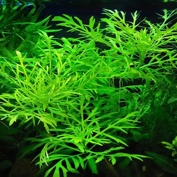 Hygrophila Difformis