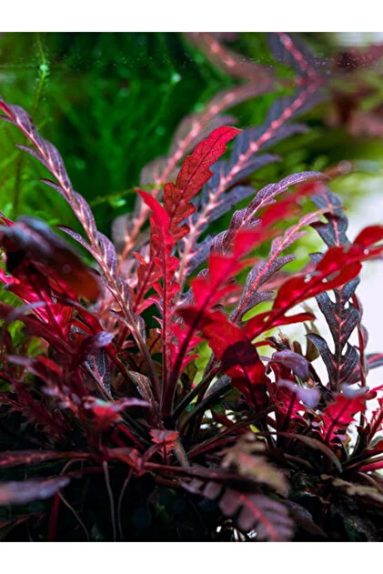 Hygrophila Pinnatifida