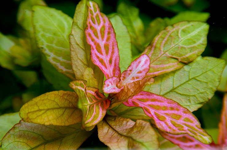 Hygrophila sp. Tiger - ( Hygrophila sp. 'Tiger' )
