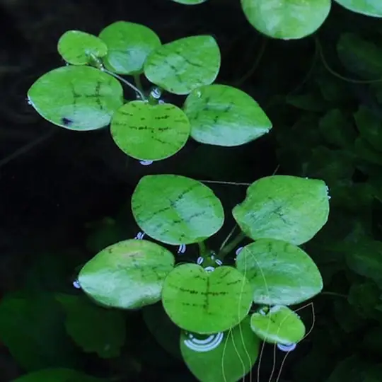 Limnophila aromatica 'Mini' - ( Limnophila aromatica 'Mini' )