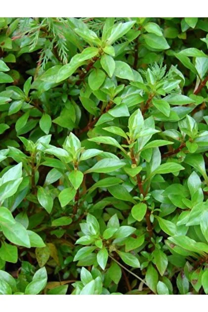 Ludwigia Green