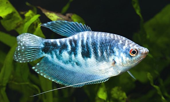 Mavi Gurami