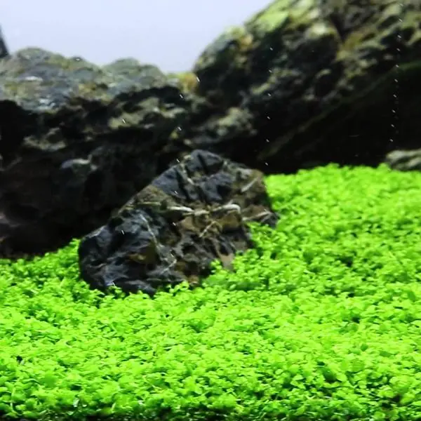 Micranthemum Monte Carlo Mini