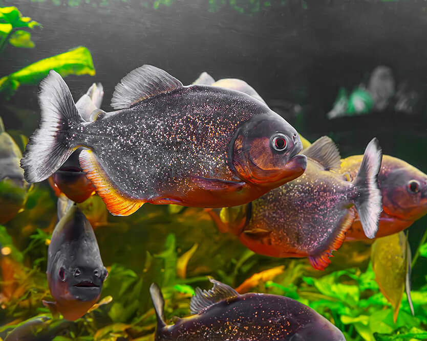 Piranha