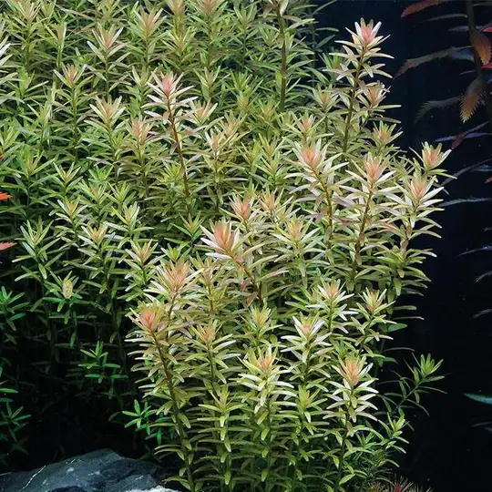 Rotala rotundifolia 'Green' - ( Rotala rotundifolia 'Green' )