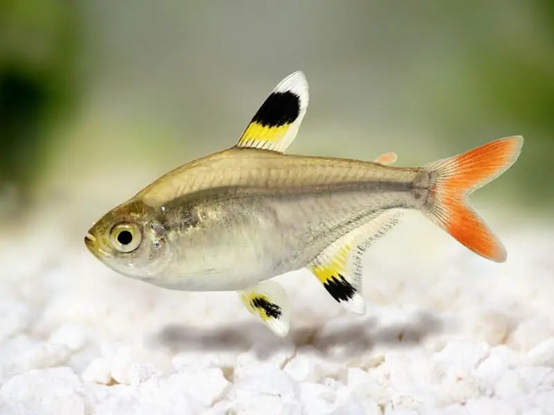 X-Ray Tetra