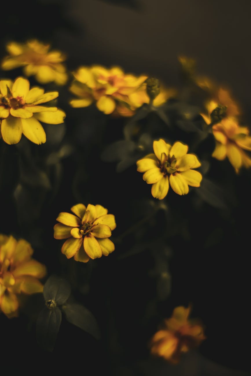Anubias barteri var. angustifolia – ( Anubias barteri var. angustifolia )