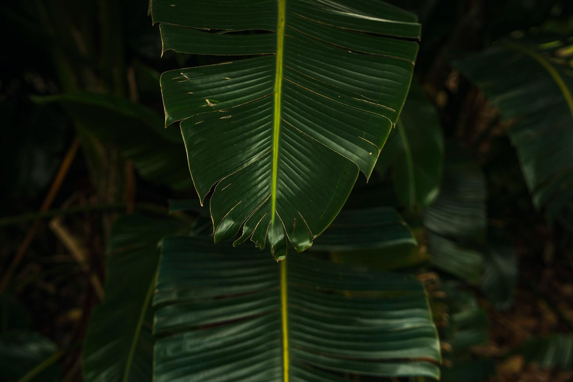 Lilaeopsis mauritiana – ( Lilaeopsis mauritiana )