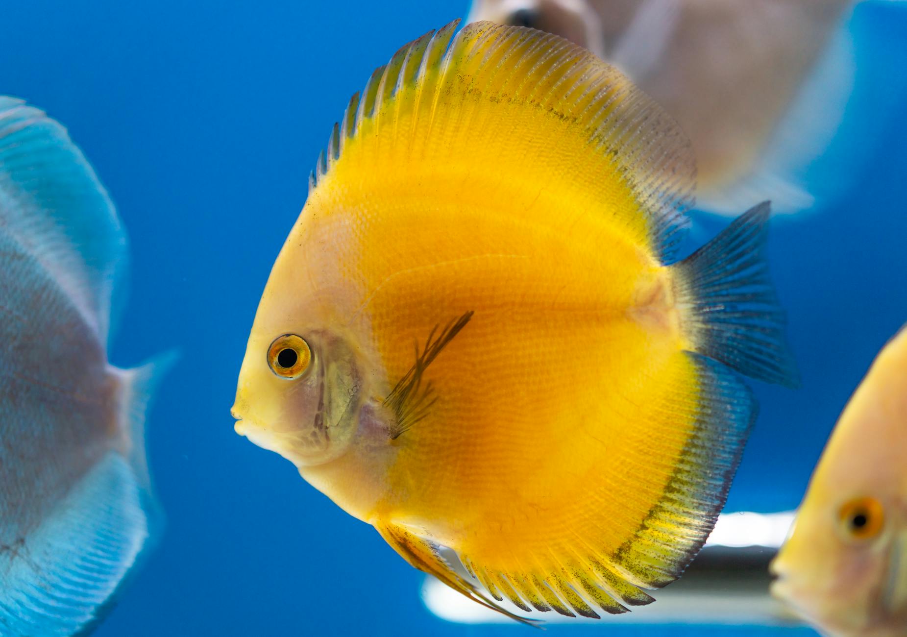 Diskus ( Symphysodon aequifasciatus )