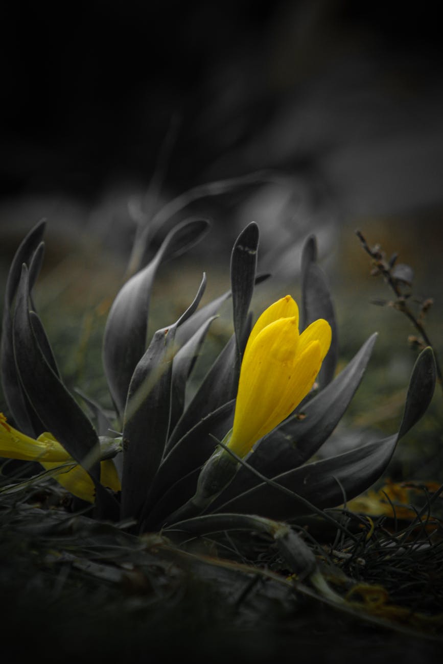 Cryptocoryne lutea – ( Cryptocoryne lutea )