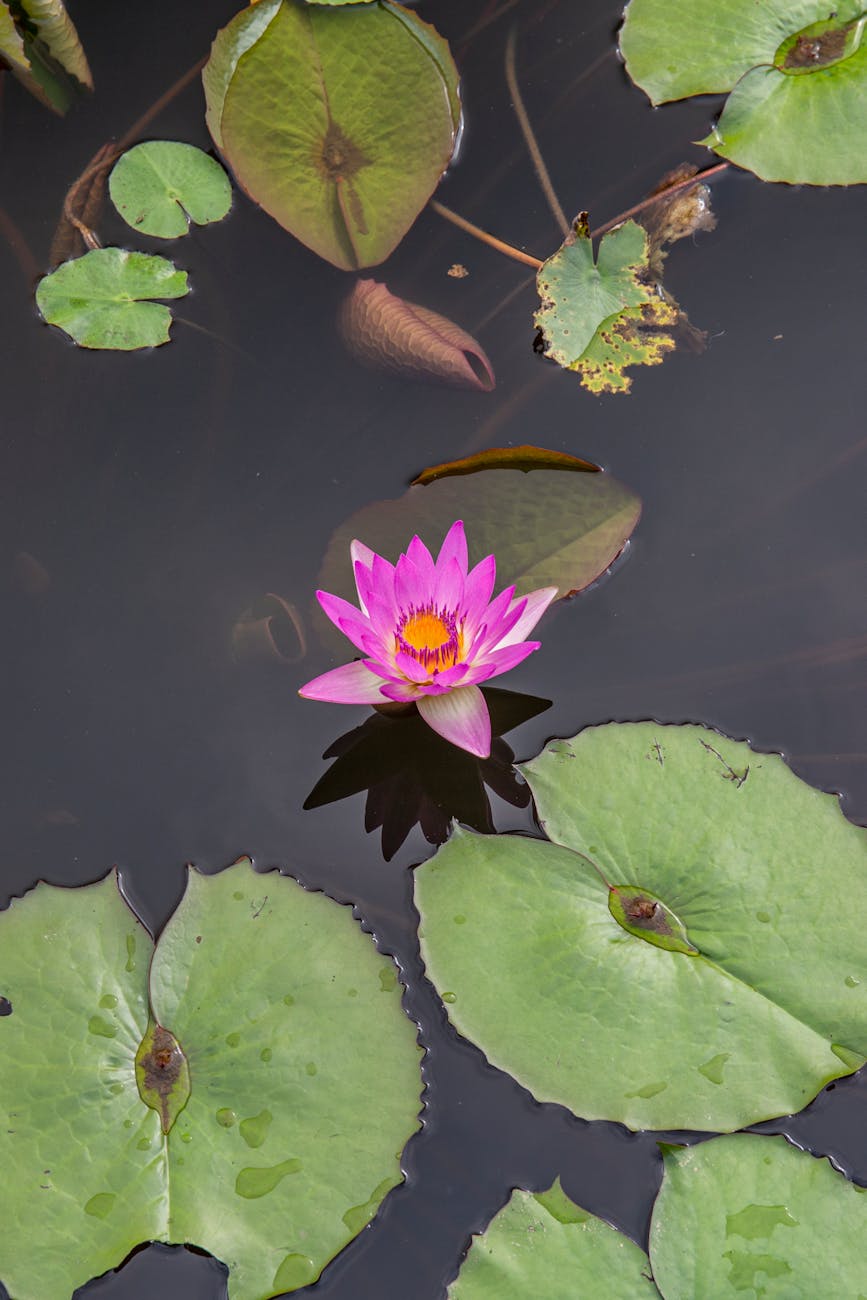 Azolla caroliniana – ( Azolla caroliniana )