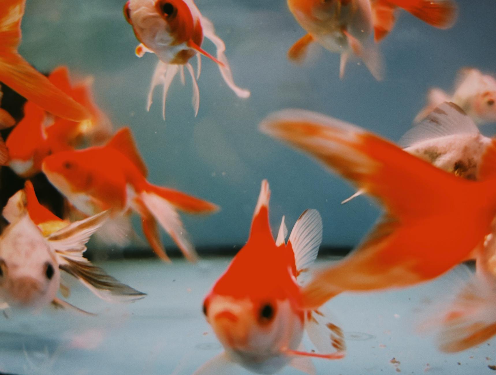 Pearlscale Goldfish ( Carassius auratus (Pearlscale) )