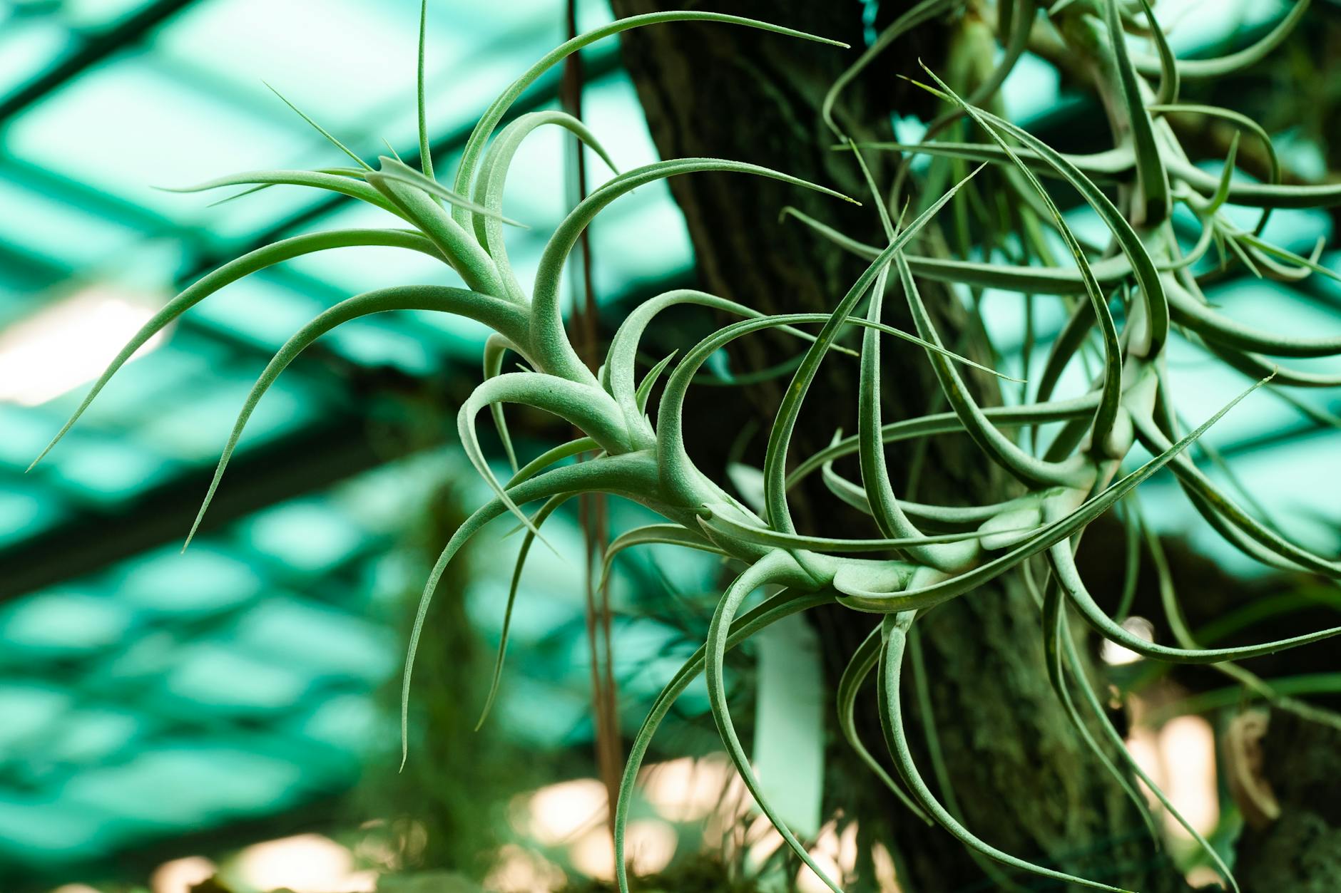 Cryptocoryne albida – ( Cryptocoryne albida )