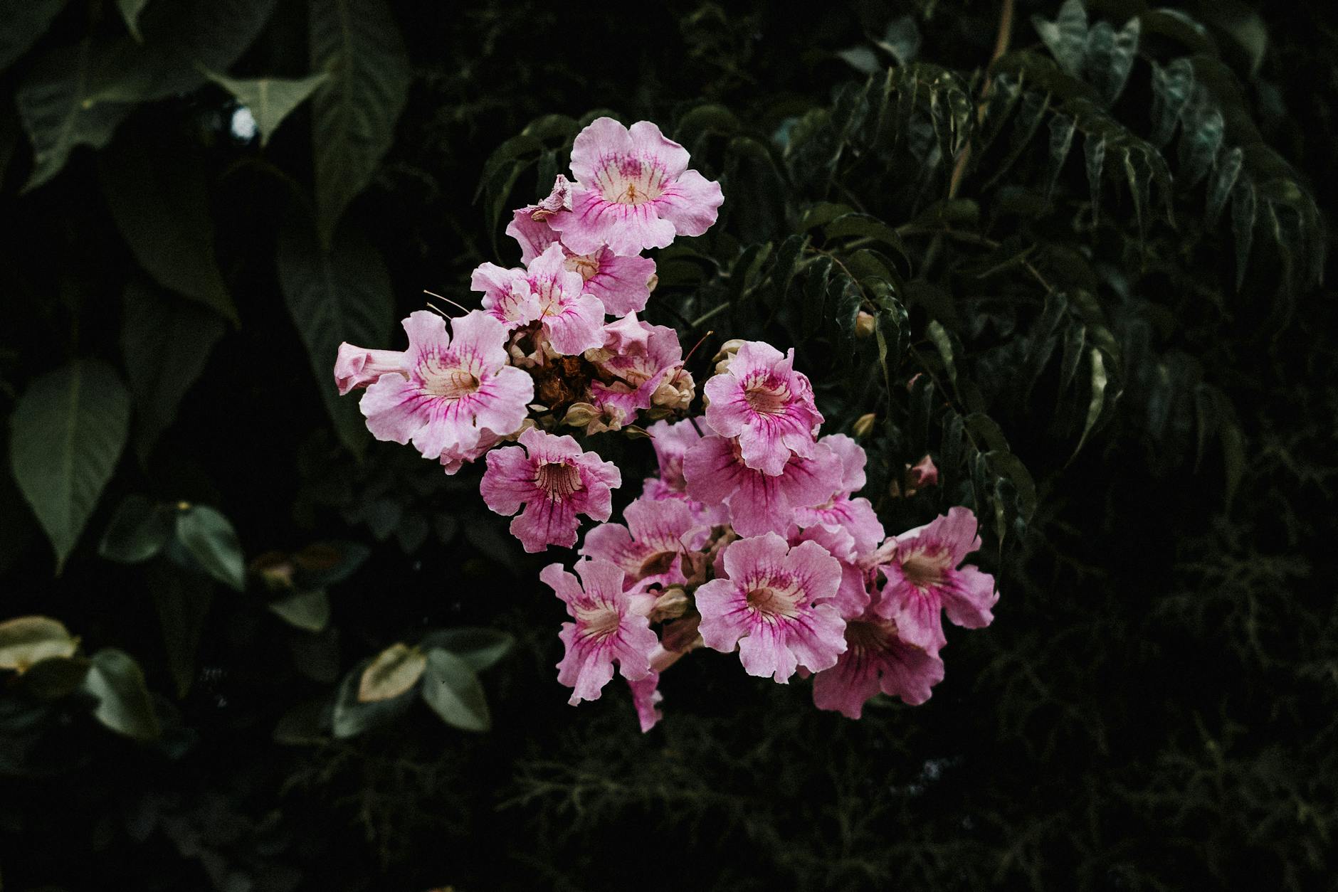 Persicaria hydropiper – ( Persicaria hydropiper )