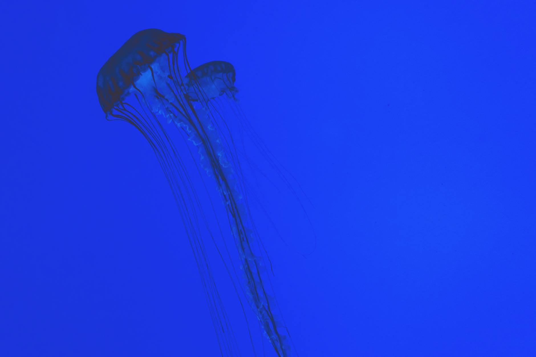 Anubias gracilis – ( Anubias gracilis )