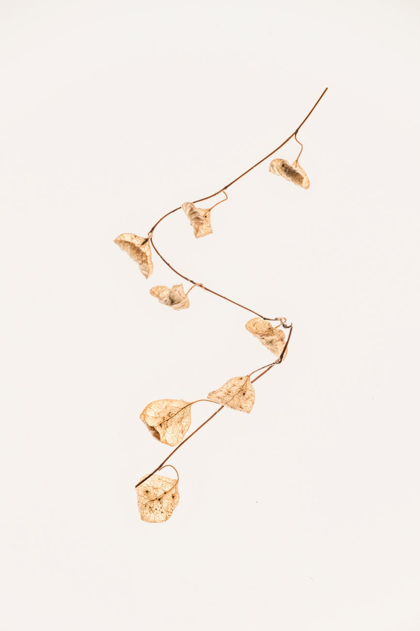 Marsilea crenata – ( Marsilea crenata )