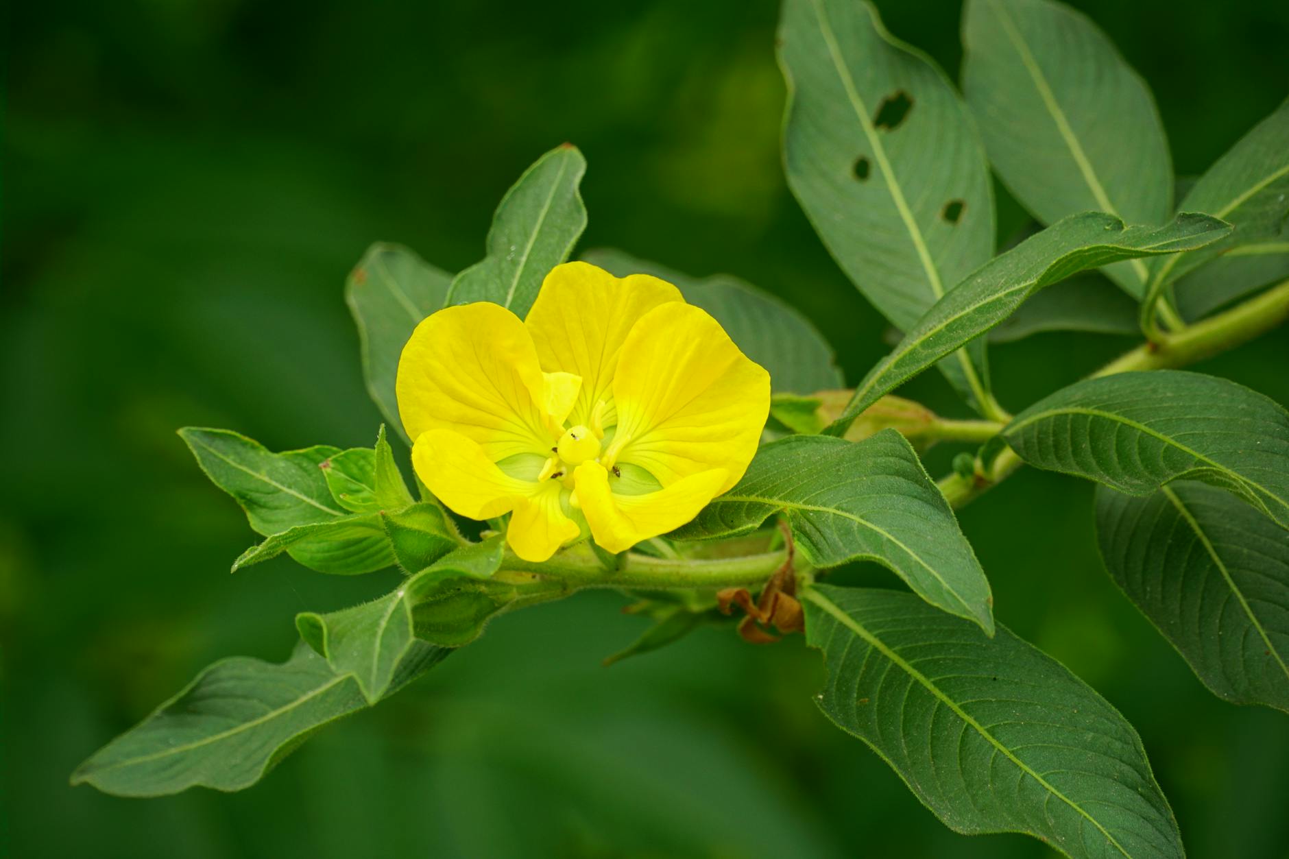 Ludwigia repens x arcuata ‘Narrow’ – ( Ludwigia repens × L. arcuata ‘Narrow’ )