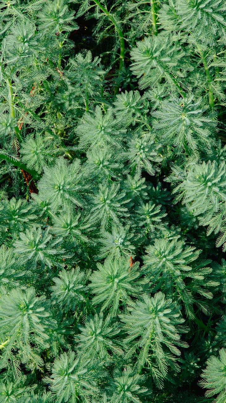 Myriophyllum mattogrossense Green – ( Myriophyllum mattogrossense ‘Green’ )