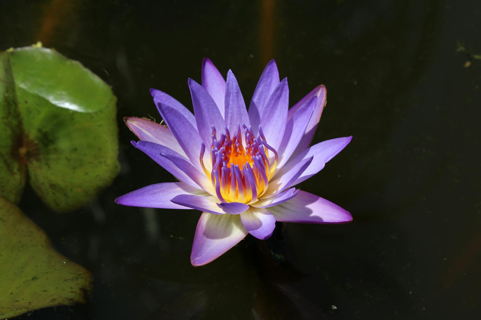 Nymphaea micrantha Lotus
