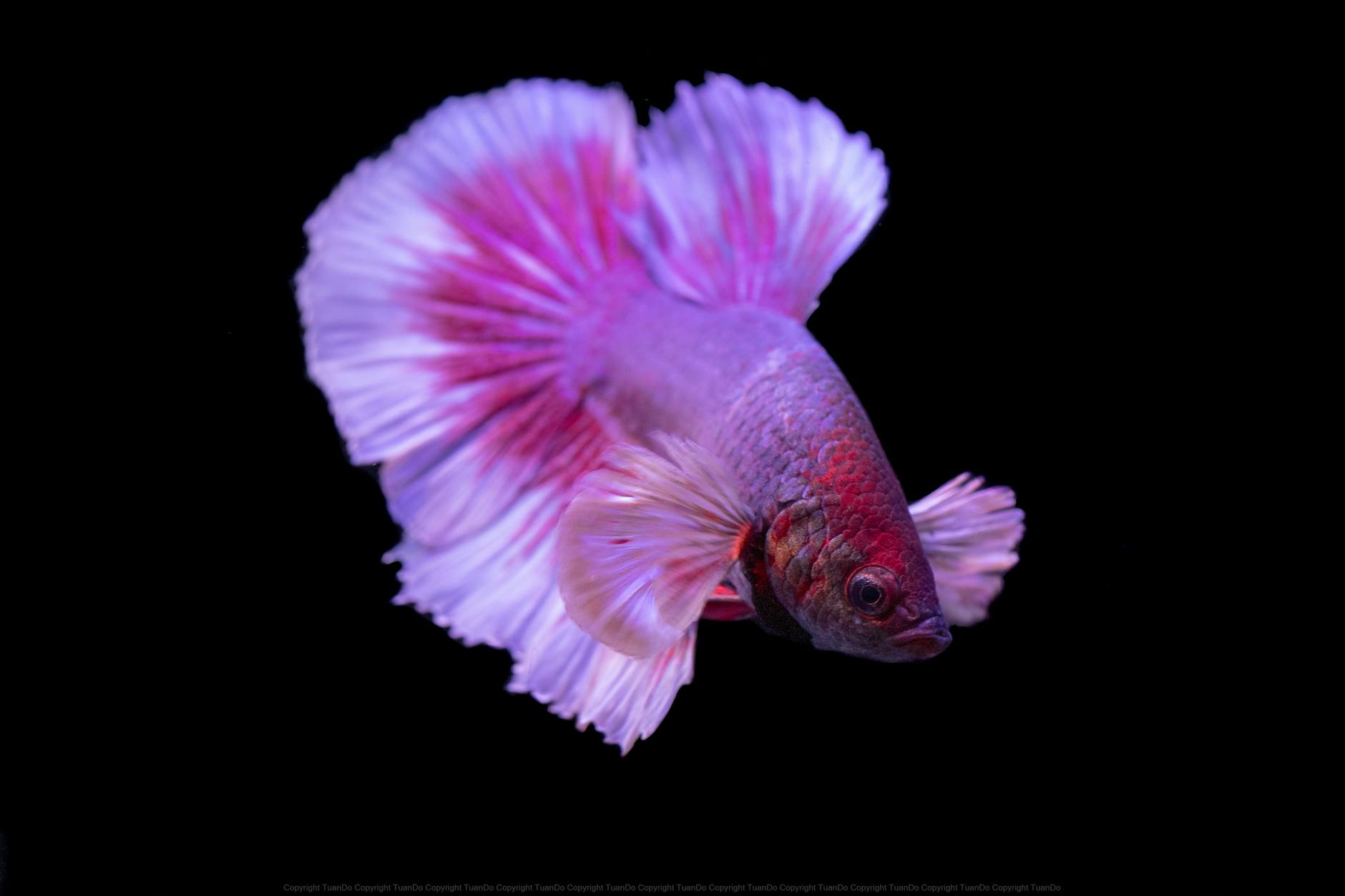 Beta Balığı ( Betta splendens )