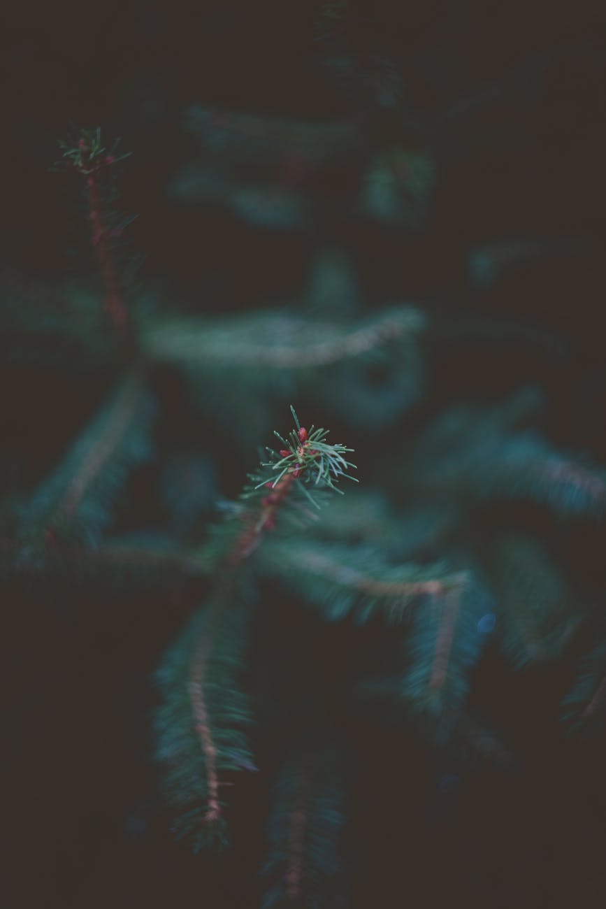 Anubias barteri ‘Pinto’ – ( Anubias barteri ‘Pinto’ )