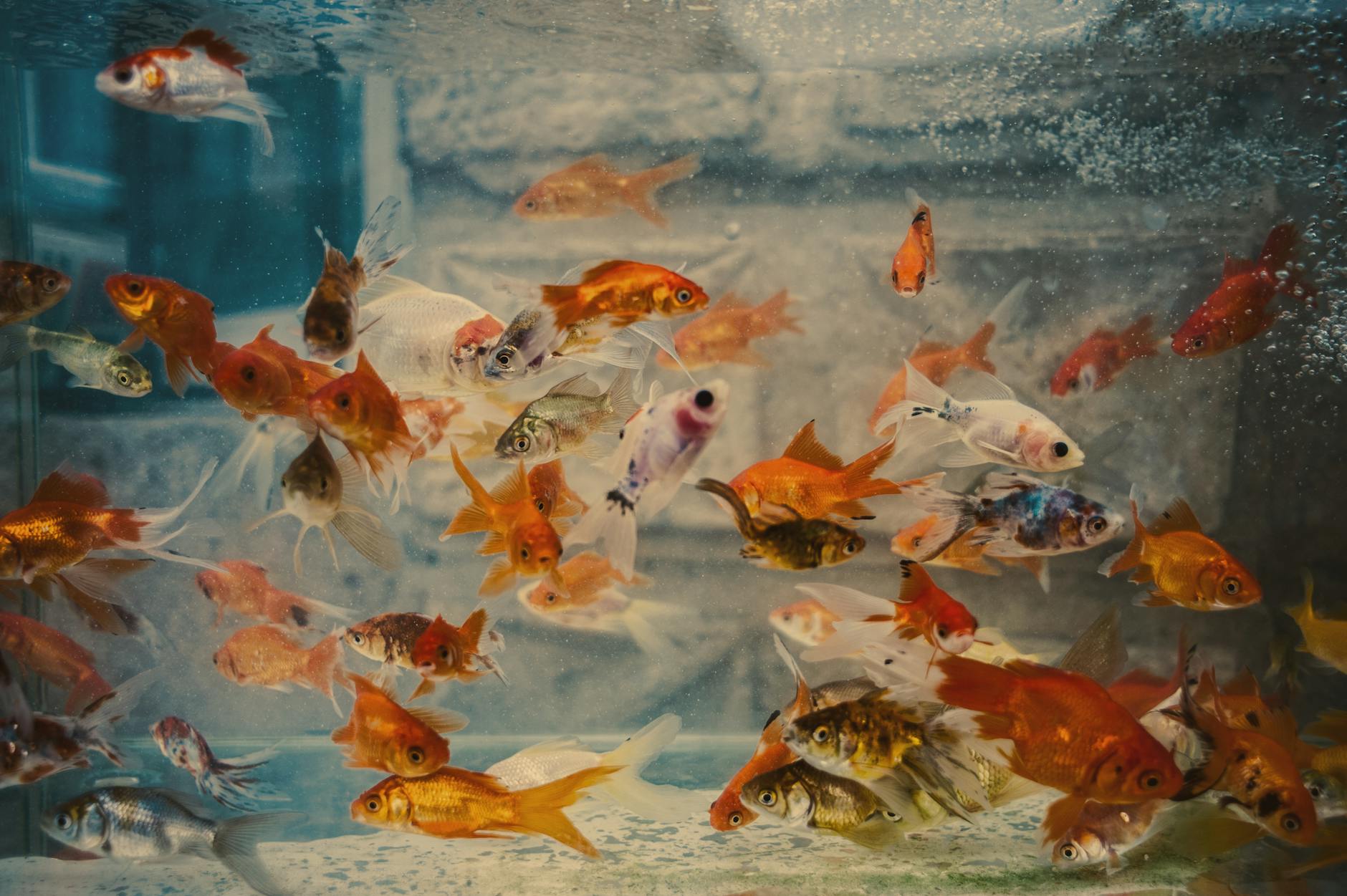 Ryukin Goldfish ( Carassius auratus (Ryukin) )