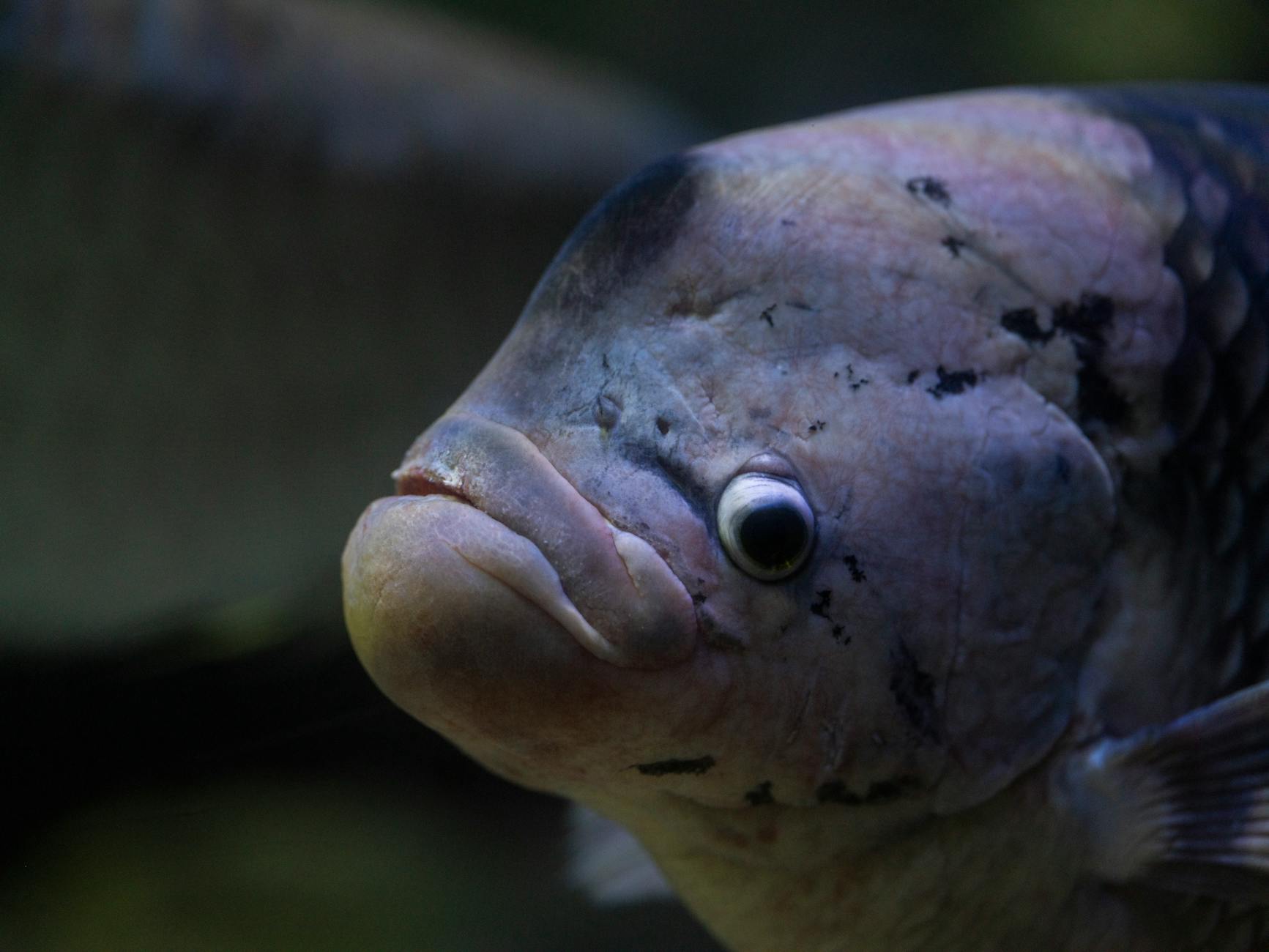 Parıldayan Gurami ( Trichopsis pumila )