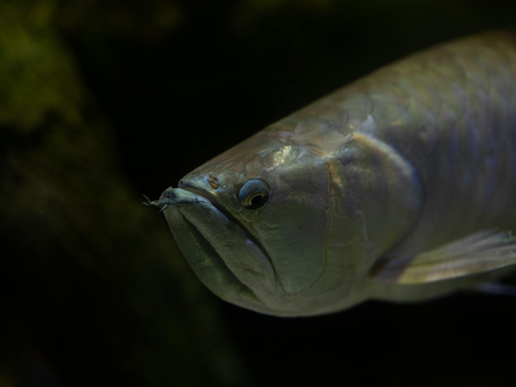 Silver Arowana ( Osteoglossum bicirrhosum )