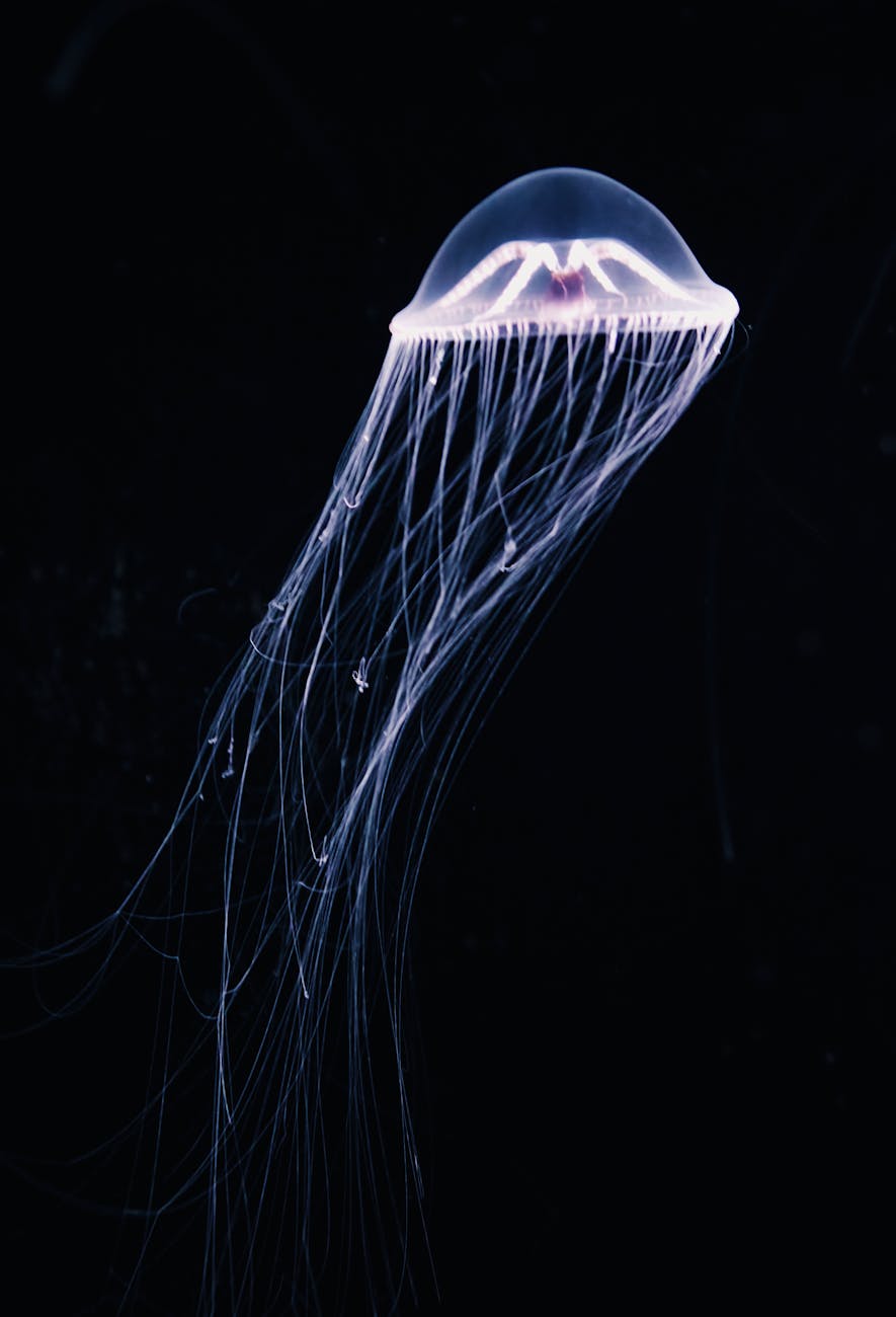 Cryptocoryne wendtii ‘Mi Oya’ – ( Cryptocoryne wendtii ‘Mi Oya’ )