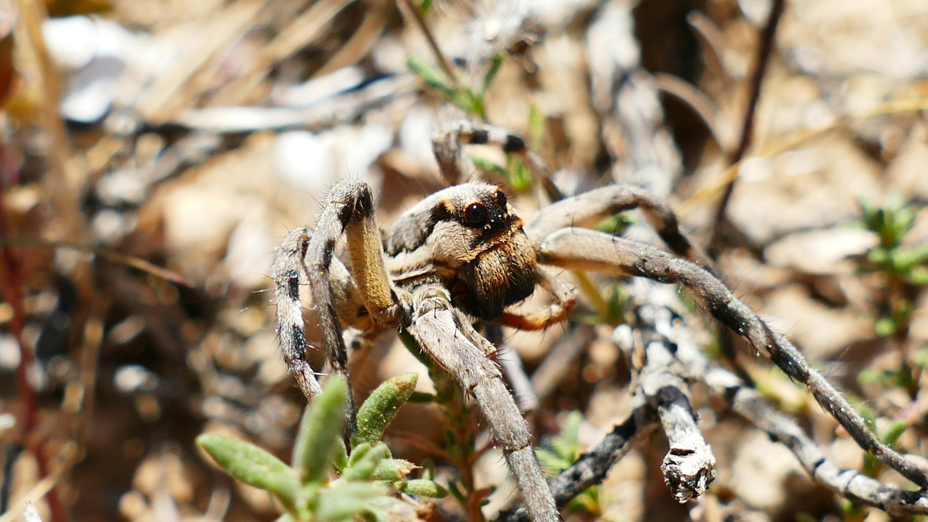 Echinodorus Ozel Tür 2