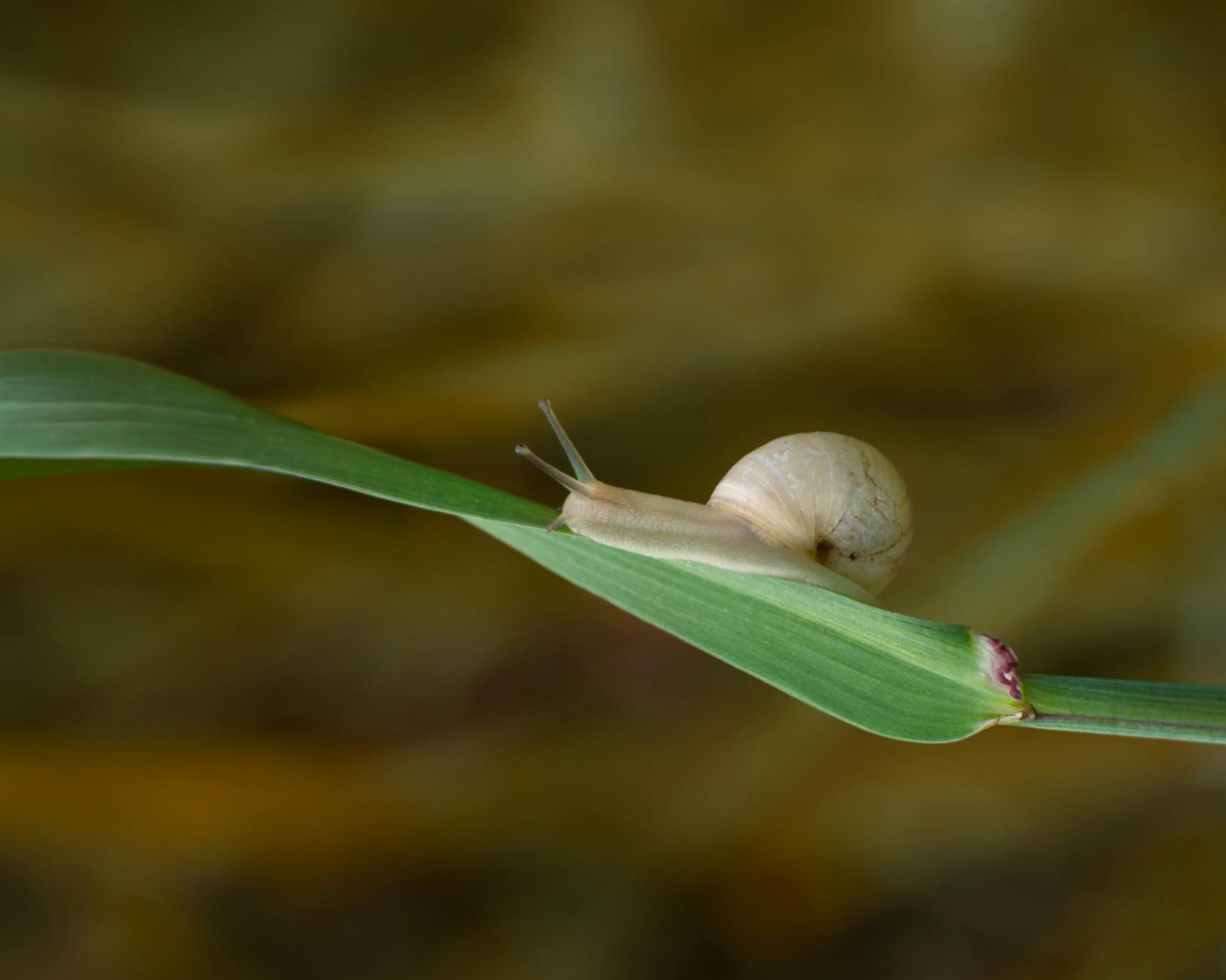 Rabbit Snail ( Tylomelania zemis )