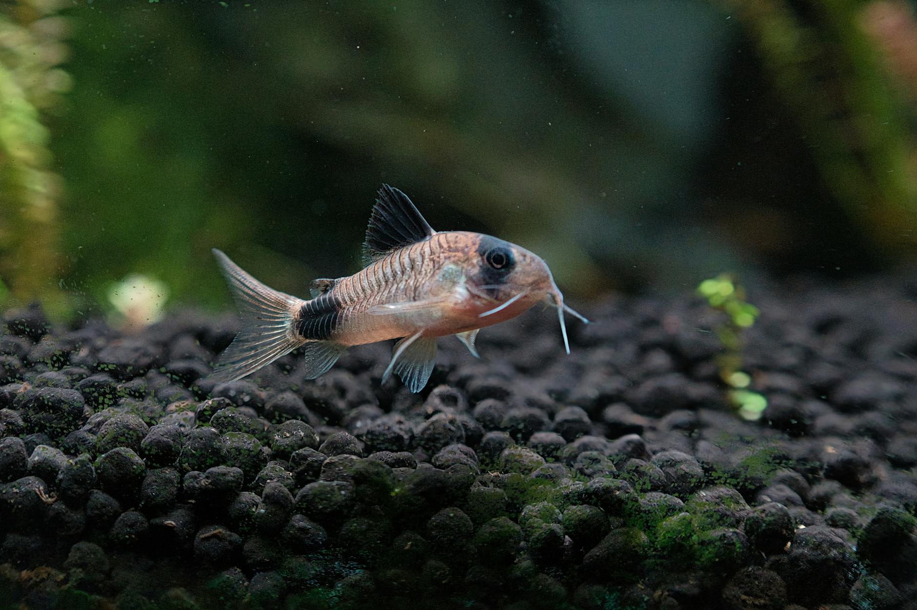 Panda Cory Longfin ( Corydoras panda (Longfin) )