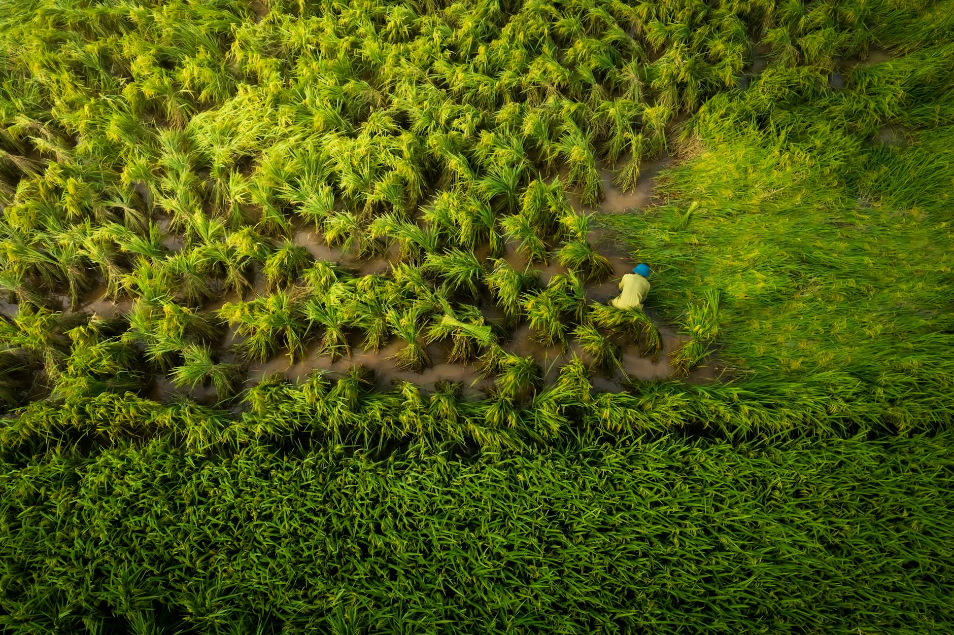 Blyxa aubertii – ( Blyxa aubertii )