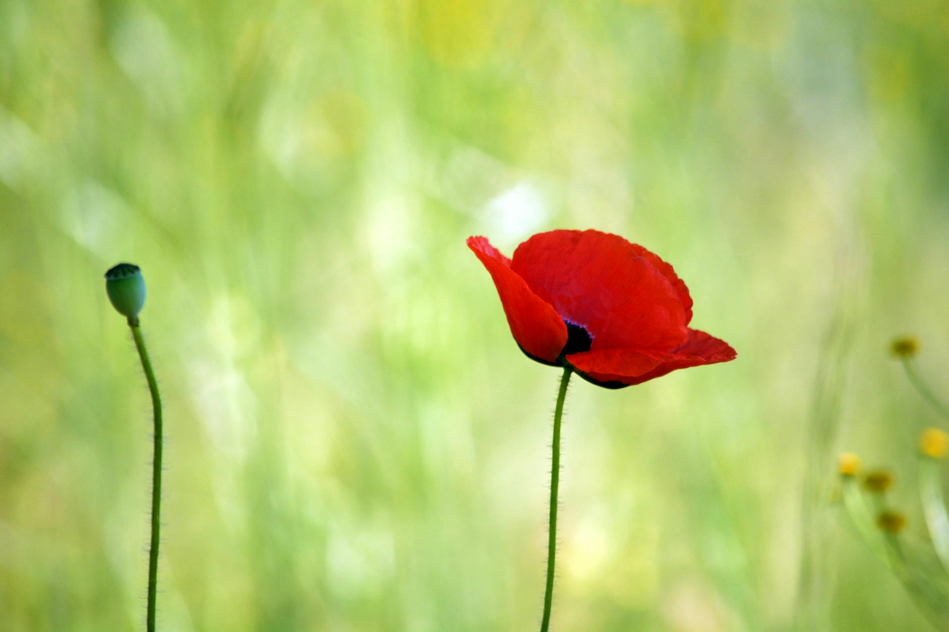 Echinodorus Kırmızı