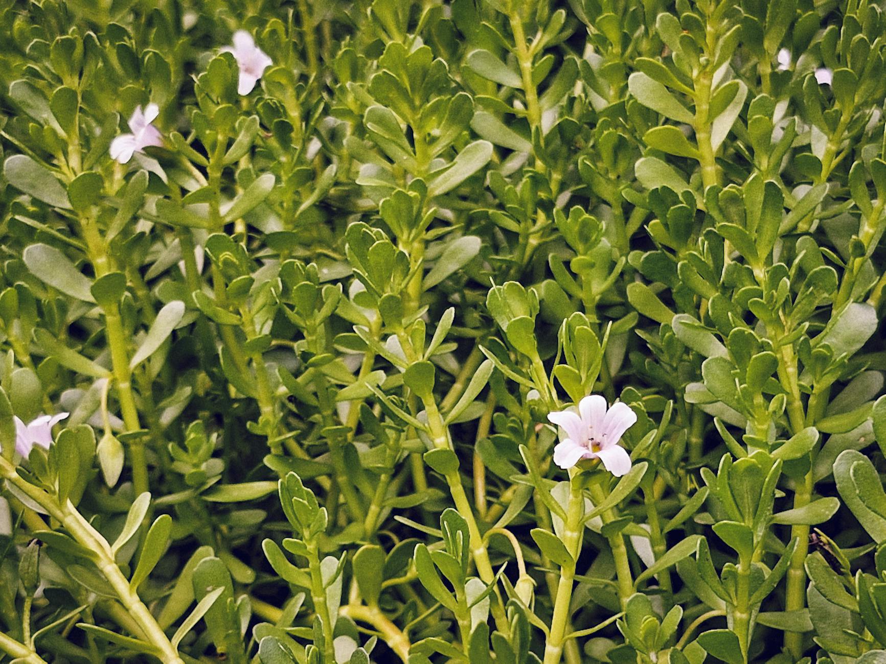 Bacopa Colorata