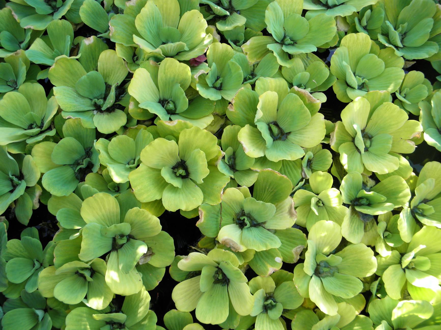 Pistia stratiotes – ( Pistia stratiotes )