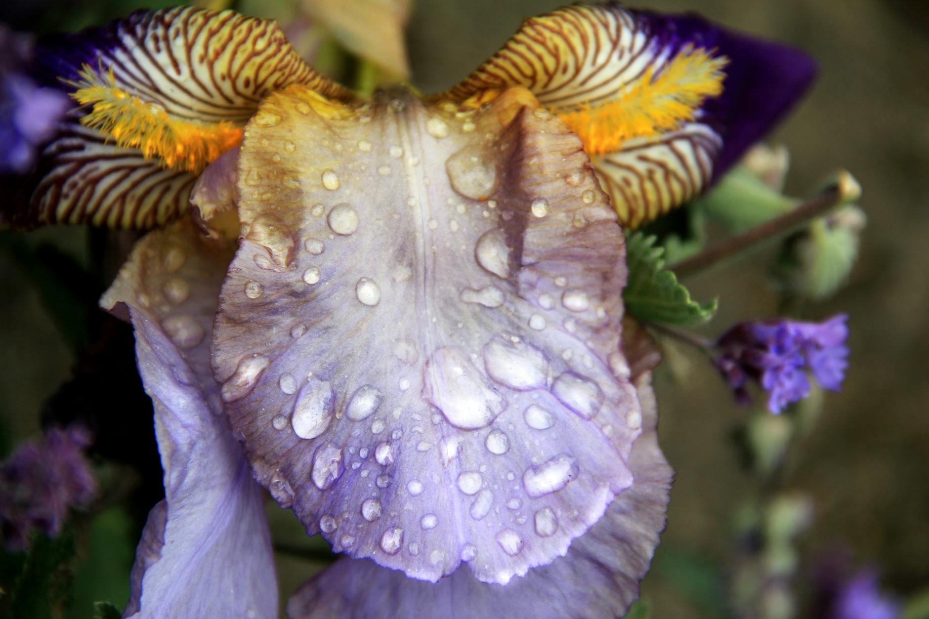 Cüce Sagittaria – ( Sagittaria subulata )