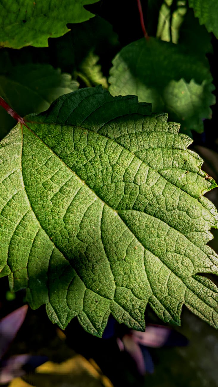 Rotala wallichii Long Leaf – ( Rotala wallichii (long leaf) )