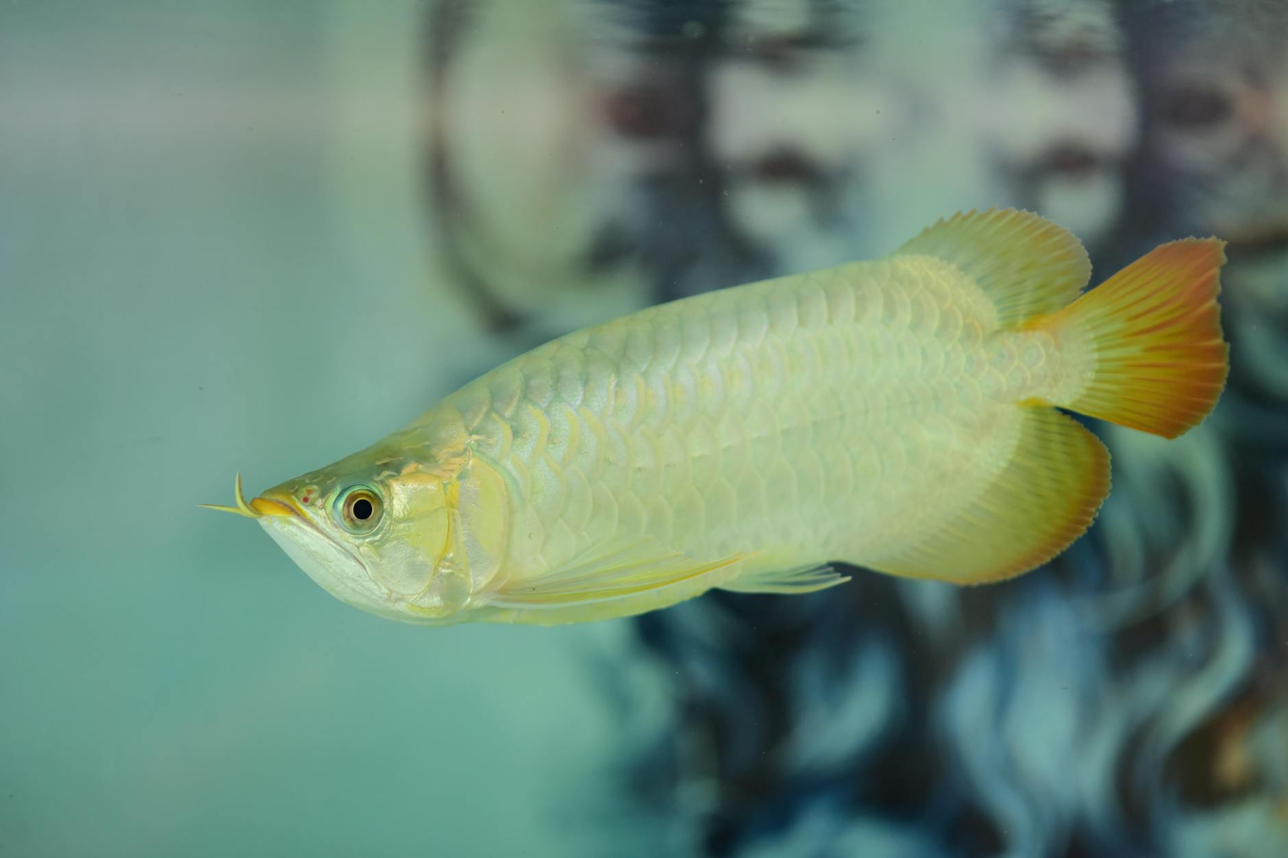 Arowana Jardini ( Scleropages jardinii )