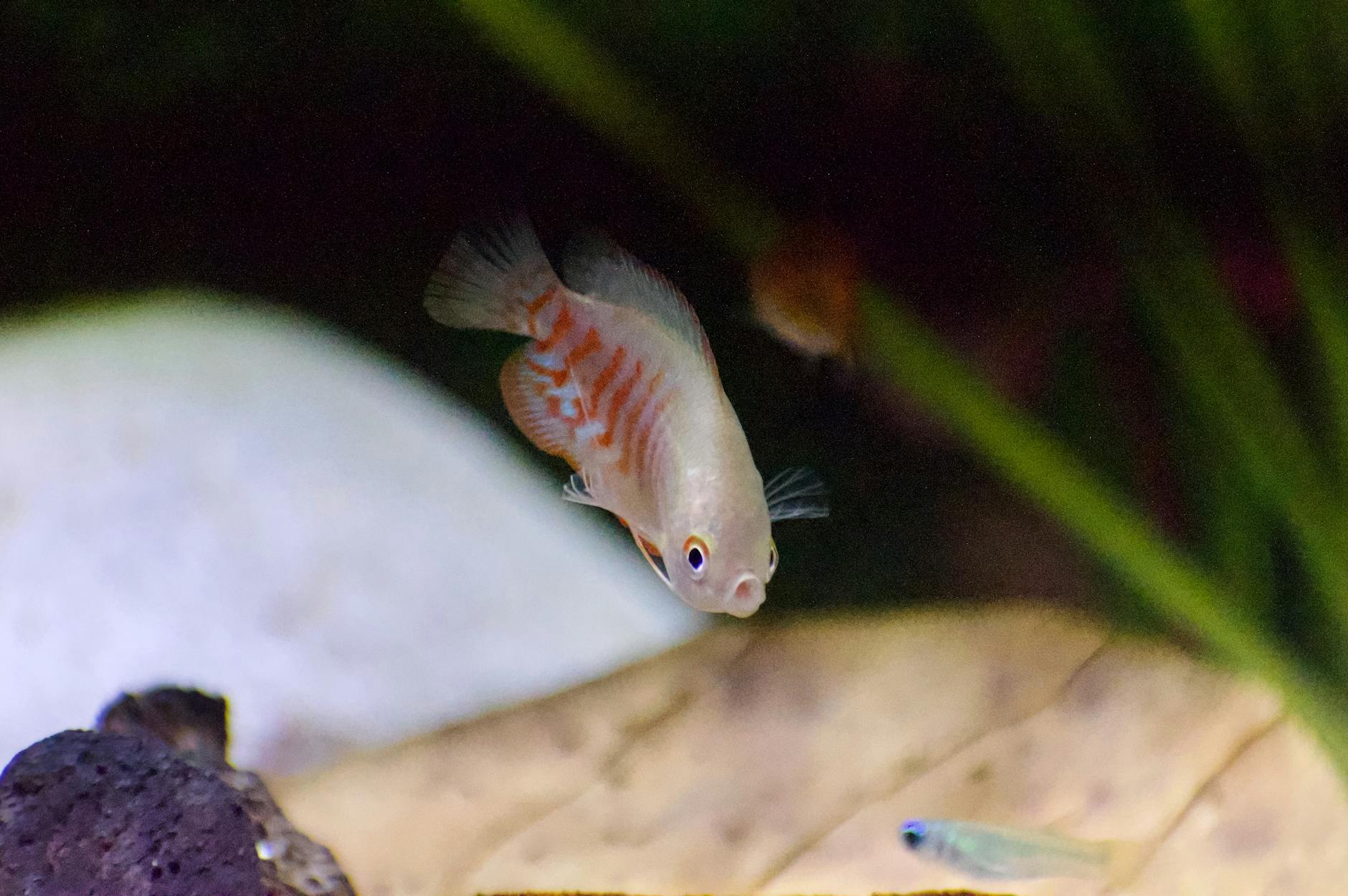 Cüce Gurami ( Trichogaster lalius )